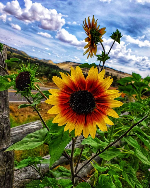 Sunflower   #travel #roadtrip #utah #flower #nationalmonument #outdoors #grandstaircaseescalante #sunflower #sunnyday #clouds #summer #cartrip #summercolors #fence #nature #landscape #closeup #vibrant #galaxyphone #galaxyohoto #galaxycamera #samsunggalaxy