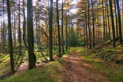 ericrobbniven scotland dunkeld perthshire landscape trees conifers autumn