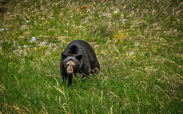 Approaching Black Bear