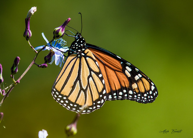 Monarch Butterfly Male
