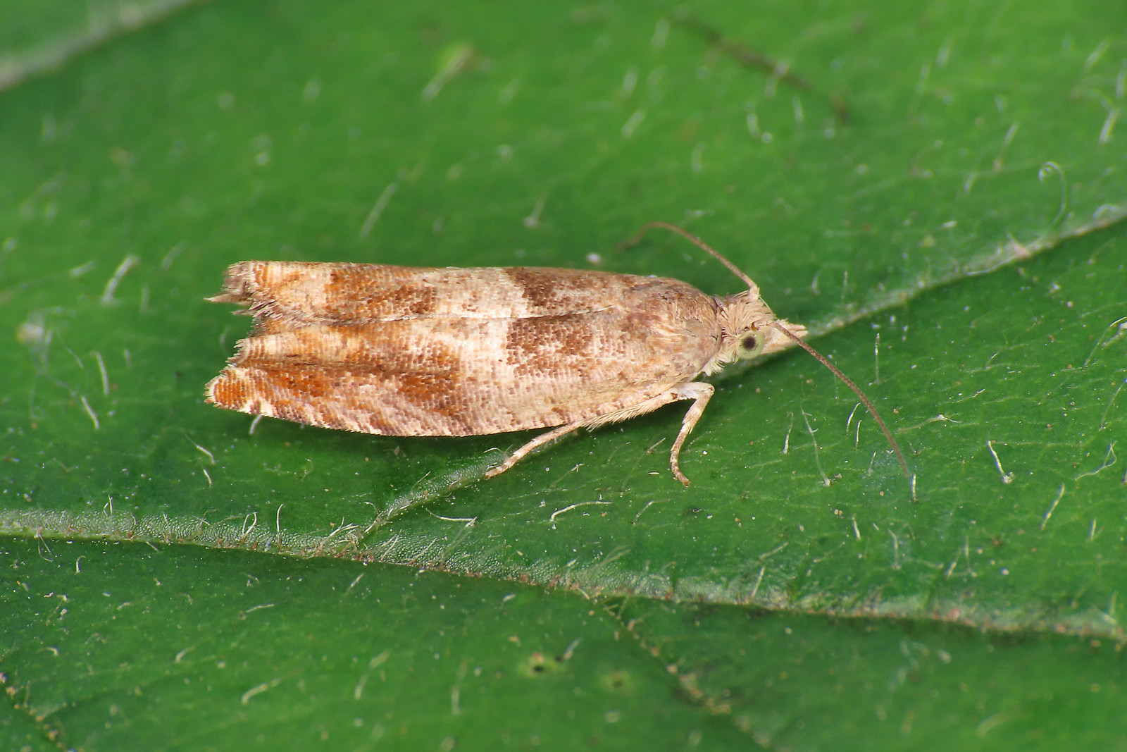 49.248 Nut Bud Moth - Epinotia tenerana