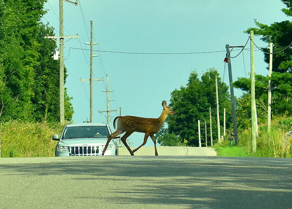 Fawn taking it's time crossing the road.