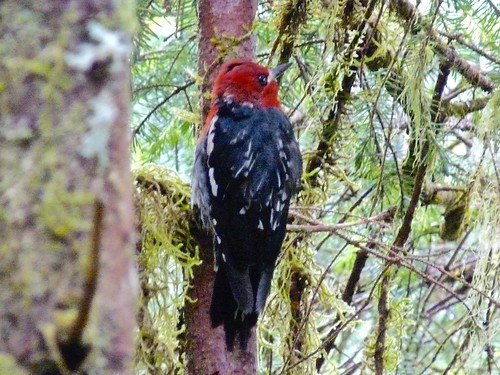 Red-breasted Sapsucker, Tongass National Forest, AK