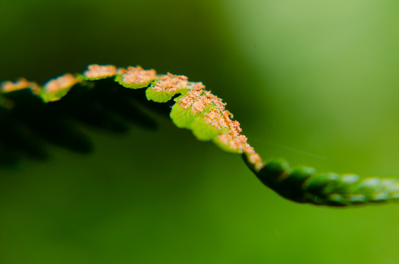 Fern seed