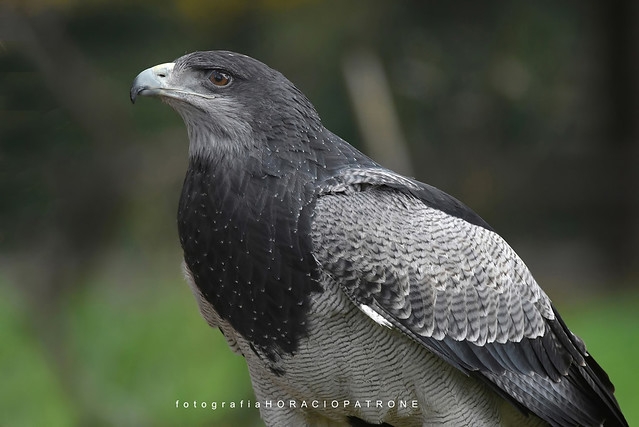- AGUILA MORA (Geranoaetus melanoleucus - Black-Chested Buzzard-Eagle).toma Reserva Eco Parque .Argentina.