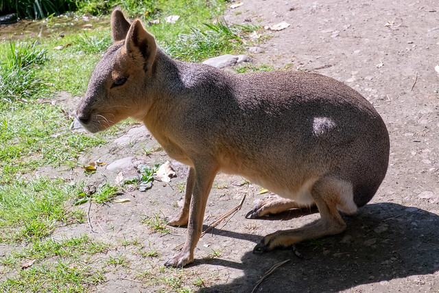 Kangaroo Zoo!