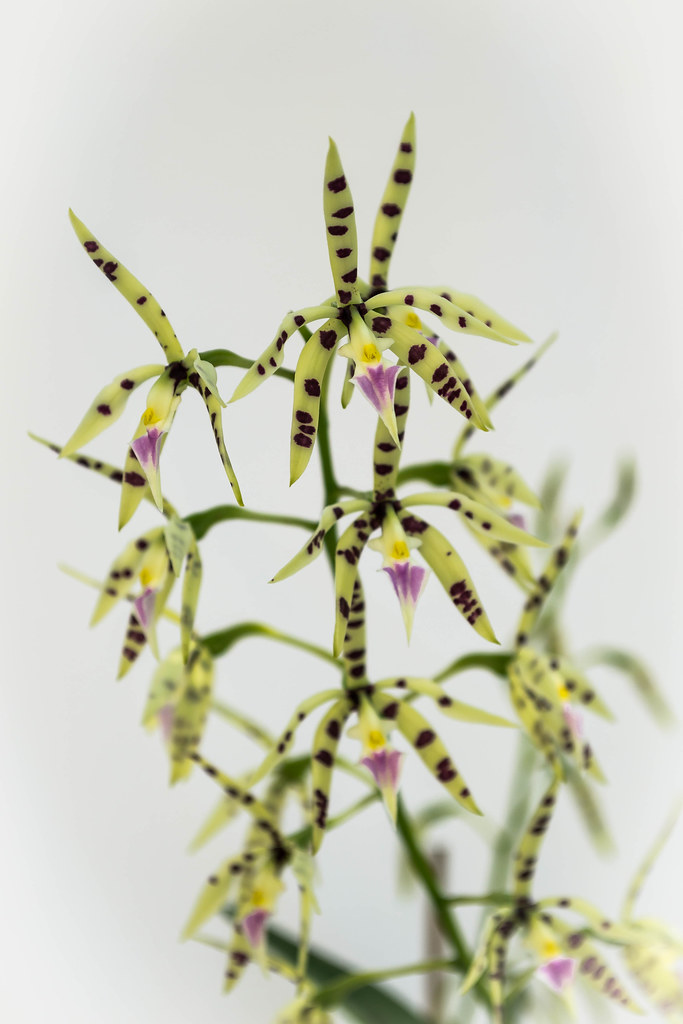 030919 Prosthechea prismatocarpa(Encyclia prismatocarpum) (16)