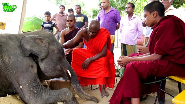 elephant rescued from a village well,now waiting for treatments