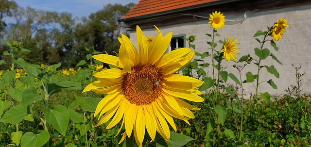 Sonnenblumen beim Hirtheisl. Sunflowers at the shepherd's house.
