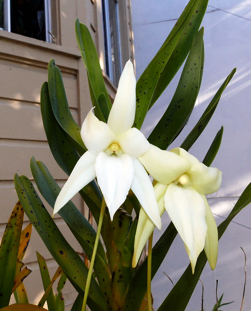 Angraecum sororium species orchid