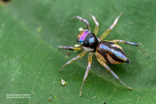 Jumping spider (Chrysilla sp.) - DSC_7823