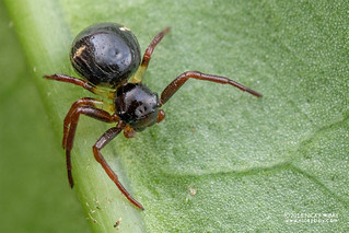 Crab spider (Thomisidae) - DSC_7806