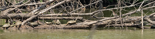 greenheron turtle indiana oxbow lawrenceburg birds animals dearborncounty