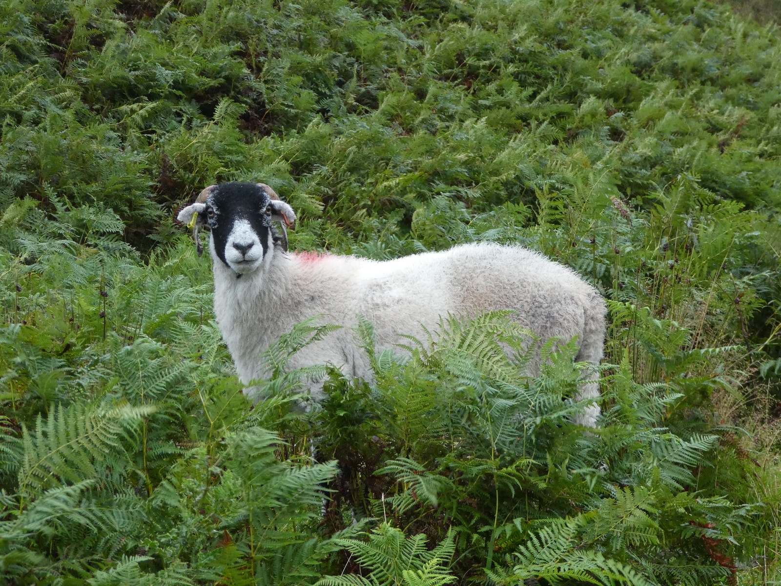 Sheep, Trough of Bowland