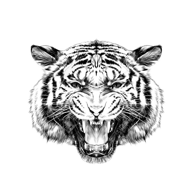 tiger head sketch