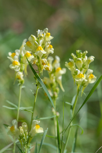 yellow flora