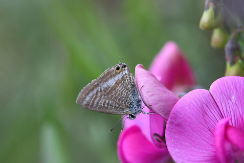 Long-tailed Blue | by Robin M Morrison