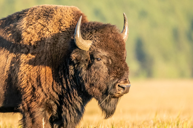 bison bull