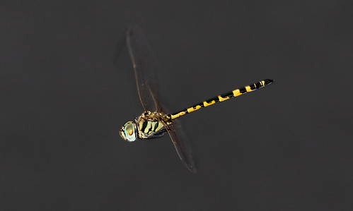 yellowspottedemerald dragonfly insect nature