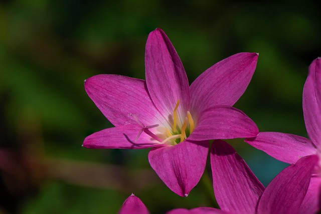 Pink Rain Lily (Zephyranthes rosea)