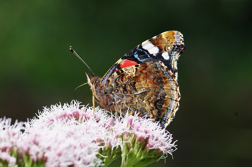 insect lackfordlakes suffolk vanessaatalanta butterfly naturel redadmiral wild wildlife