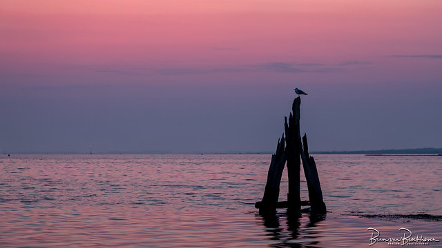 Gull on an old bollard at dawn