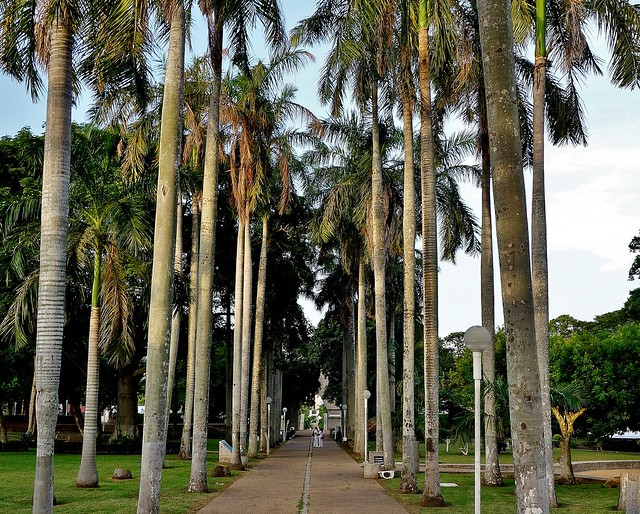 MEXICO, Villahermosa, Palmenallee im Stadtpark, 19247/11922