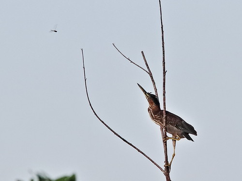 Green Heron catches dragonfly 01-20190906