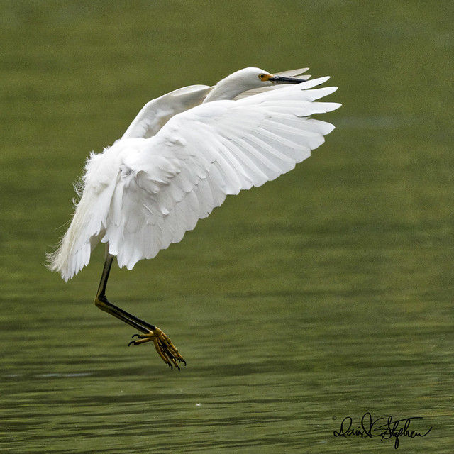 Snowy Egret Landing