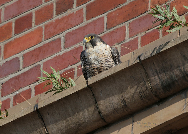 9P1A2583a Peregrine Falcon (female) Greater Manchester