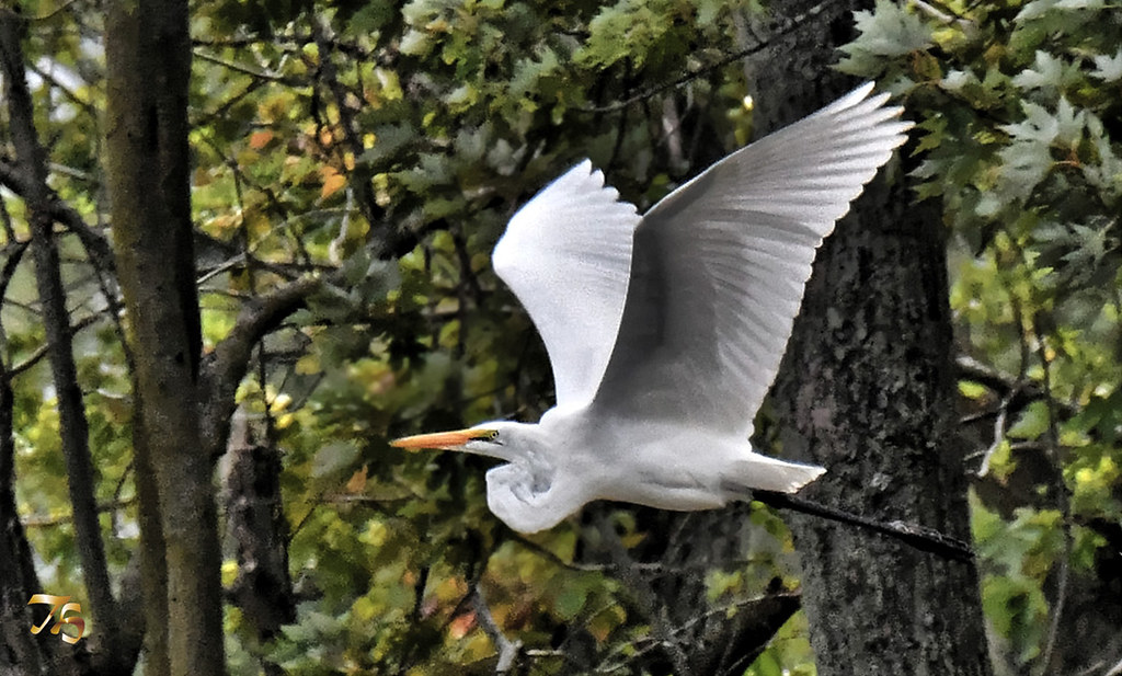 Fast Moving Great Egret In The Deep Woods