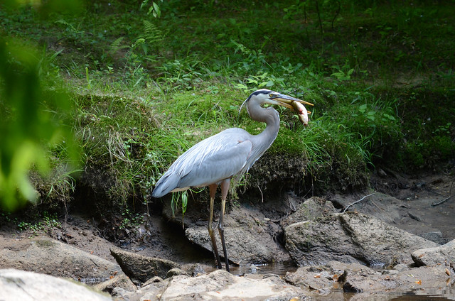 Great Blue Heron with Catch
