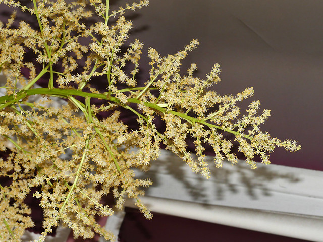 Beaucarnea recurvat, aka ponytail palm flower spike, 1st bloom   8-19*
