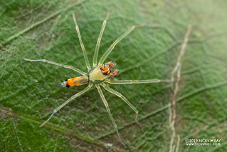 Jumping spider (Asemonea tenuipes) - DSC_5068
