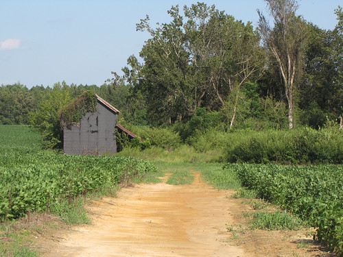 abandoned southcarolina dilloncounty stateparkroad forgotten gerrydincher unitedstates unitedstatesofamerica ruralsouth ruralsouthcarolina southeasternunitedstates green summer barn tobaccobarn tobacco tobaccoroad soybeans