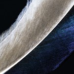 Feather / macro