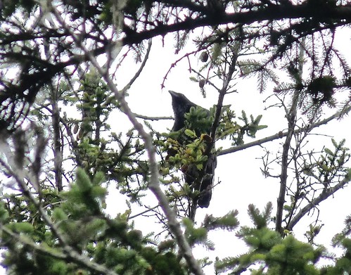 Common Raven, Tongass National Forest, AK
