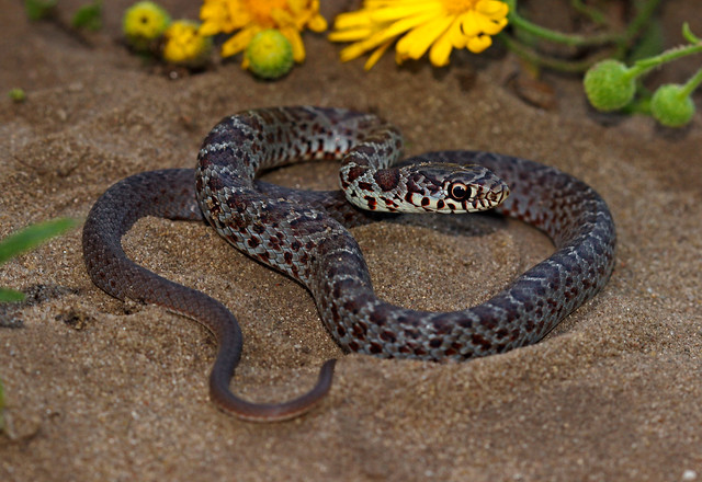 Blue Racer (Coluber constrictor foxii)