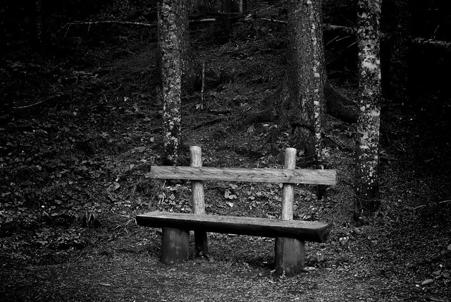 forest bench 2