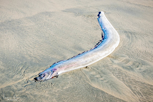 Oarfish washed up on beach