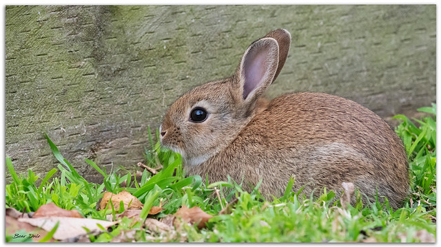 Feral Rabbit