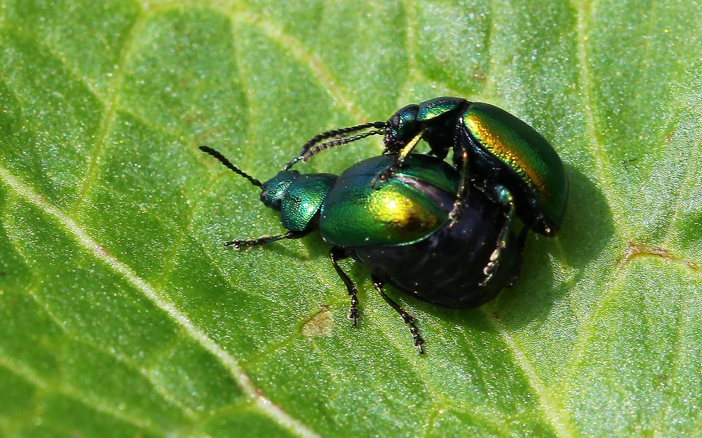 Green Dock Beetle - Gastrophysa viridula 150419 (2)