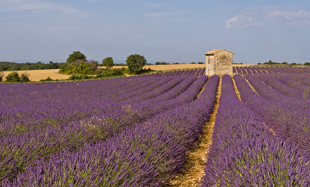 Classical Provence