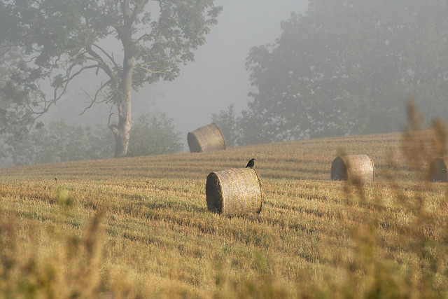 first warm light at a foggy morning
