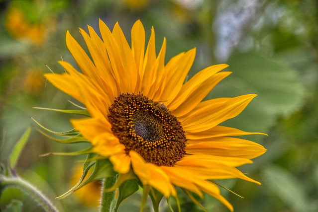 visit on a sunflower