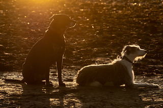 Pooches at sunset