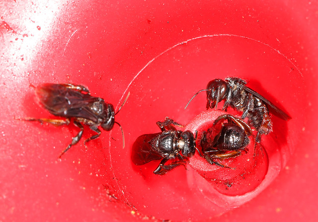 Stingless Bee - Trigona species, possibly silvestriana or corvina, Septimo Paraiso, Mindo, Ecuador