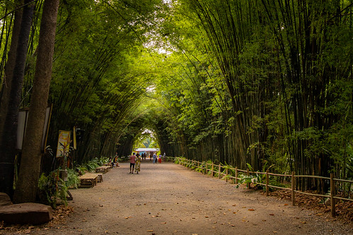nakhonnayok thailand bamboo tunnel wat chlabhorn wanaram
