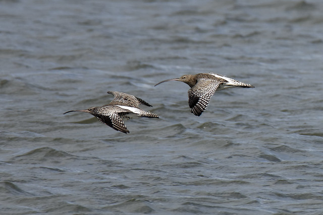 Curlew Double