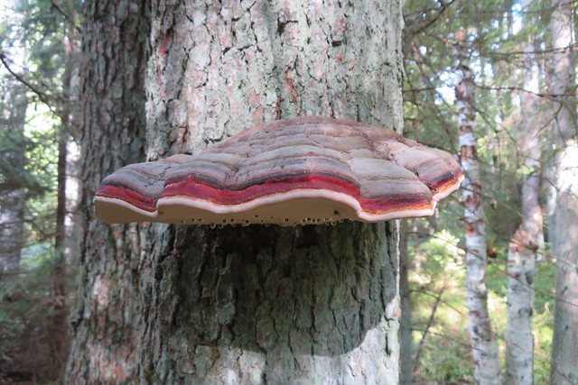 Kännupess / Red belt conk / Fomitopsis pinicola